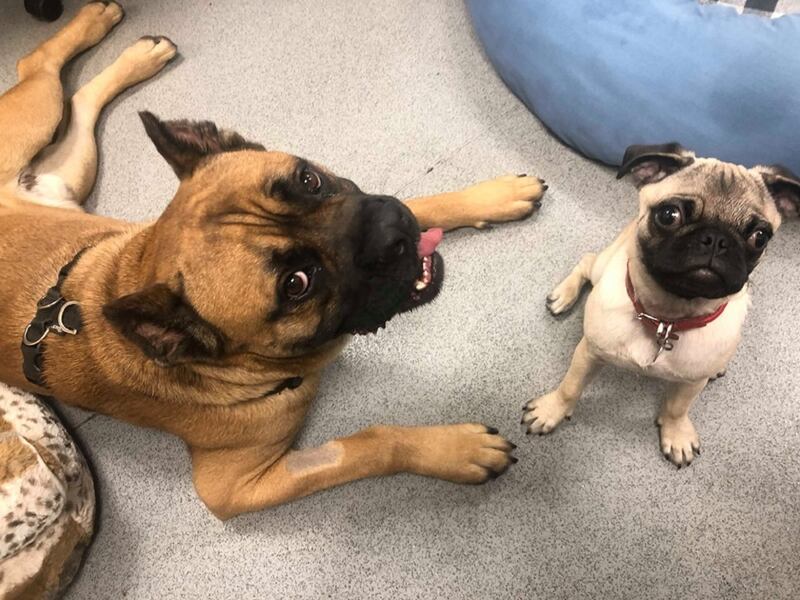 Fraser (left) came out of his shell after befriending Pancake the Pug (Battersea Dogs & Cats Home/PA)