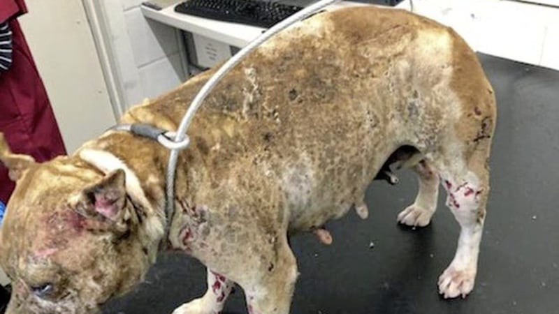 It is believed the dog was attacked with acid. Picture from BBC 