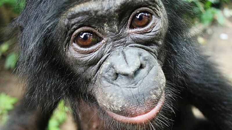 Researchers believe the friendly apes are probably “eager to make a good first impression”.