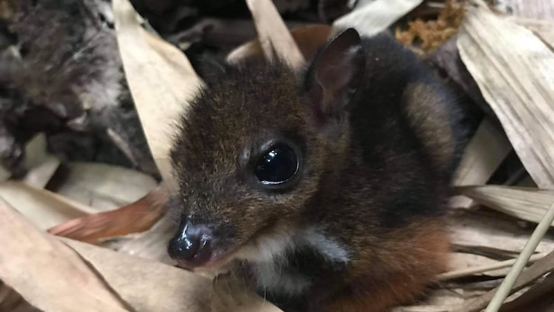 Keepers at Marwell Zoo in Hampshire say the rare Javan chevrotain mouse deer calf is doing well.