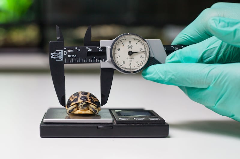 A baby spider tortoise being measured at Paignton Zoo (Paignton Zoo/PA)