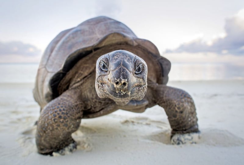 Once hunted to near extinction, there are now around 100,000 giant tortoises living onAldabra Island in the Indian Ocean 
