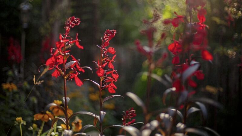 The scarlet flowers of Lobelia cardinalis &lsquo;Queen Victoria&rsquo; 