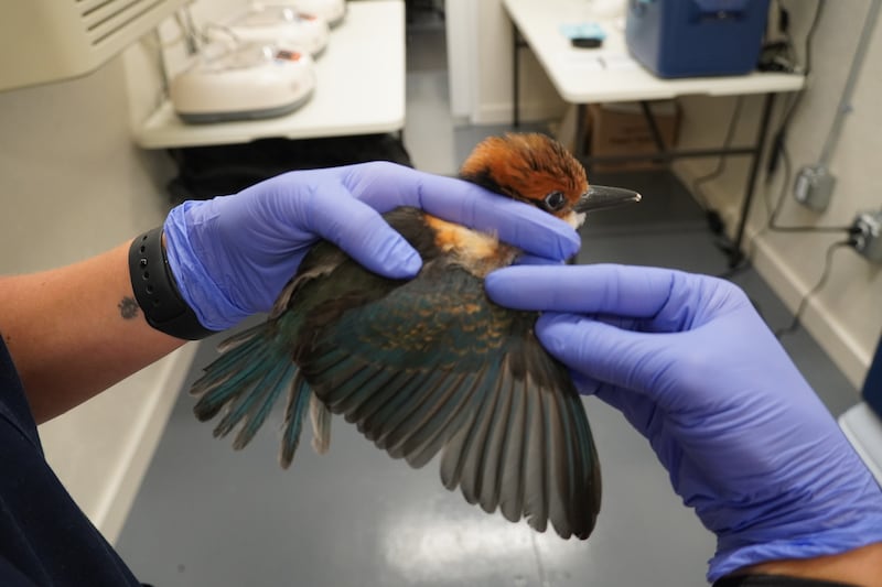 Bird receiving health check