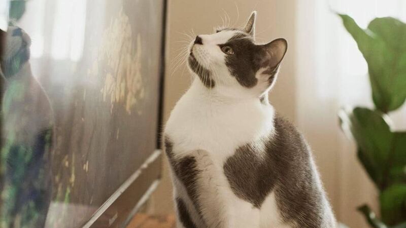 The cat’s owner said that five-month-old River has seven heart patterns on his fur.