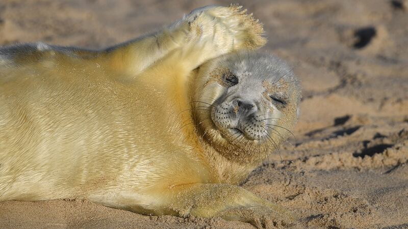 Grey seals and their new pups were out on show at a beach in Horsey.