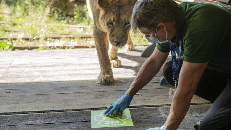 If the zoos cannot reopen to visitors soon, they face permanent closure, ministers have been warned.