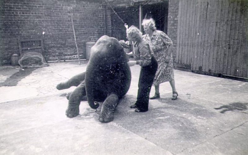 1940s - Sheila the elephant at Belfast Zoo 