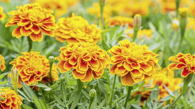 French marigolds &ndash;&nbsp;the smell of them acts as a repellent to whitefly 