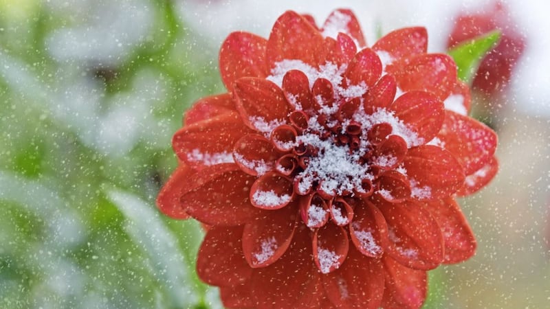 Dahlias aren&#39;t very adept at sustaining long periods of cold 