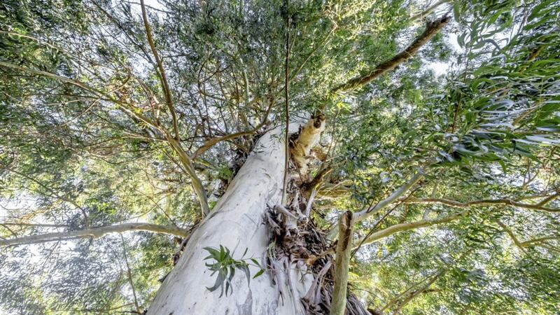 Be wary as eucalyptus rank among the world&#39;s tallest and fastest-growing trees 