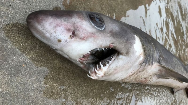 What's the deal with this horrifying shark found on the Devon coast?
