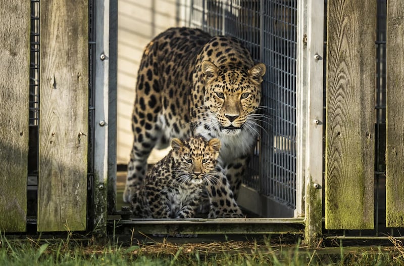 Newborn leopard cub