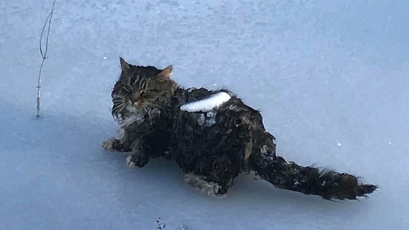 It is thought the cat lay down and became embedded in the ice.