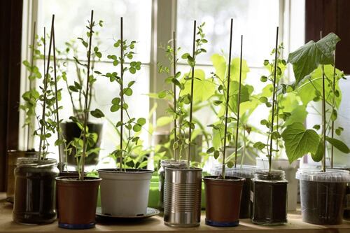 Gardening: How to grow your own if all you have is a windowsill  