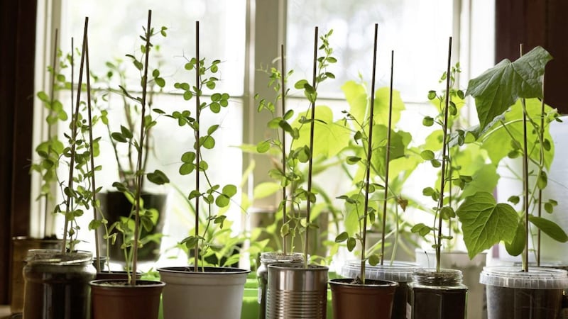 Grow stapleslike basil, parsley, rosemary and sage on your windowsill 