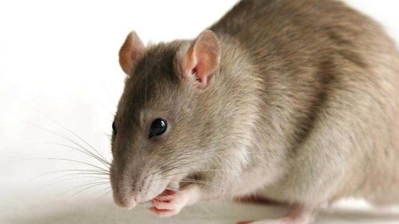 St Teresa&#39;s PS in west Belfast has been closed as a precaution due to a &quot;rodent issue&quot; 