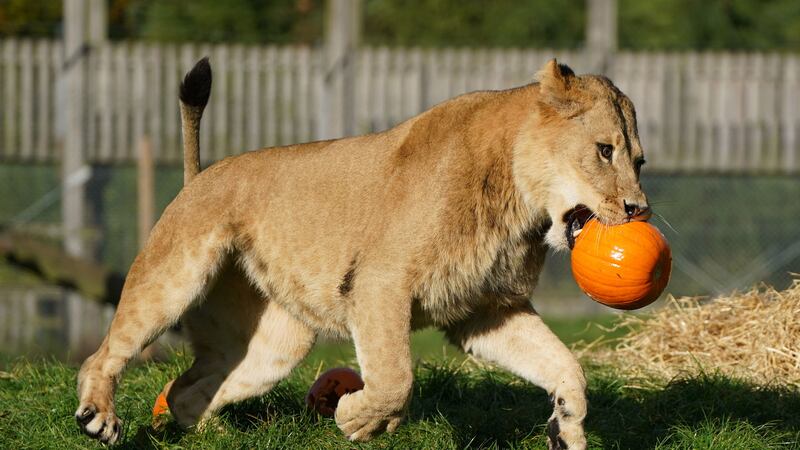 Blair Drummond Safari Park is preparing for its Halloween-themed programme which starts on Friday.