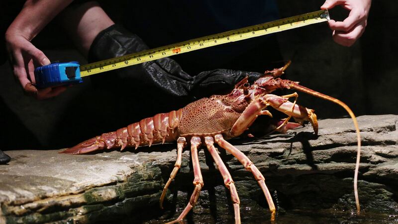 ‘Lobsters made a deal with the devil for conditional immortality and it backfired on them.’