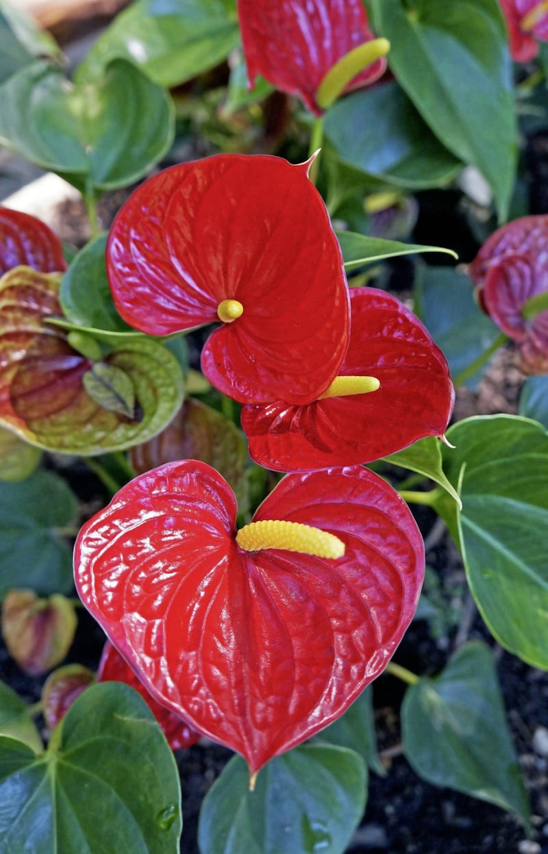 Undated Handout Photo of anthurium. See PA Feature GARDENING Houseplants. Picture credit should read: Alamy/PA. WARNING: This picture must only be used to accompany PA Feature GARDENING Houseplants. 