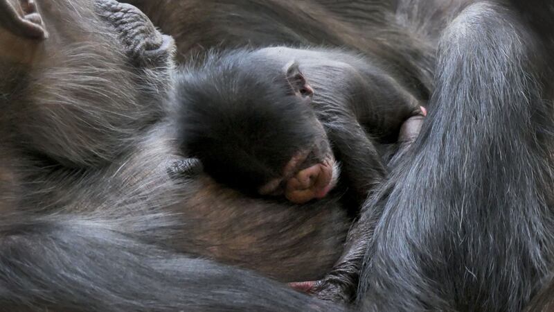 The baby, which is from a critically endangered subspecies, was born on February 3.