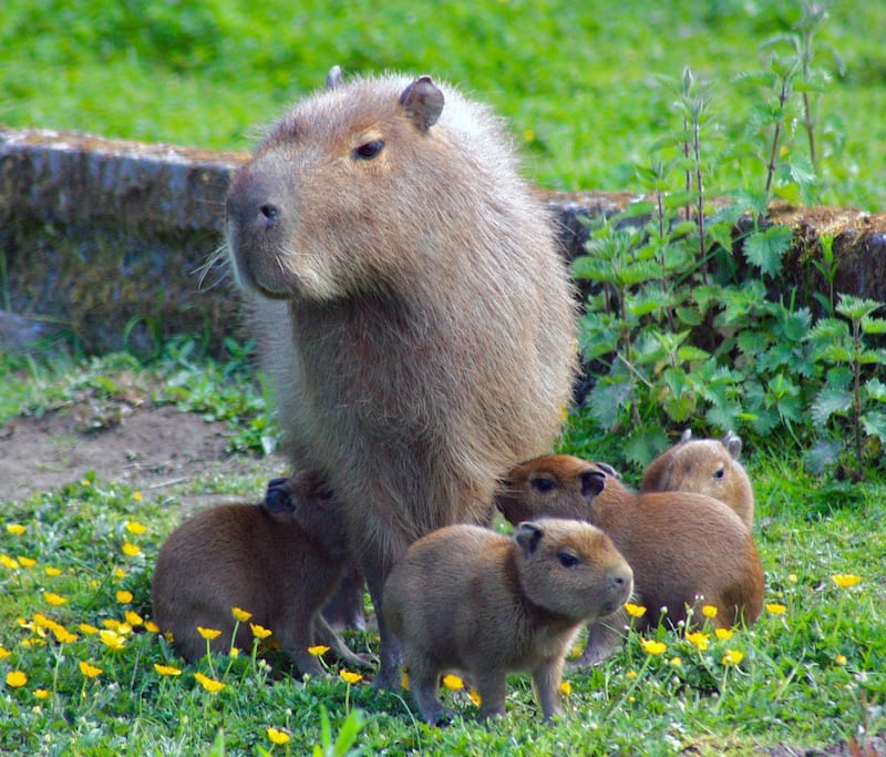 Four baby capybaras were born at Exmoor Zoo 