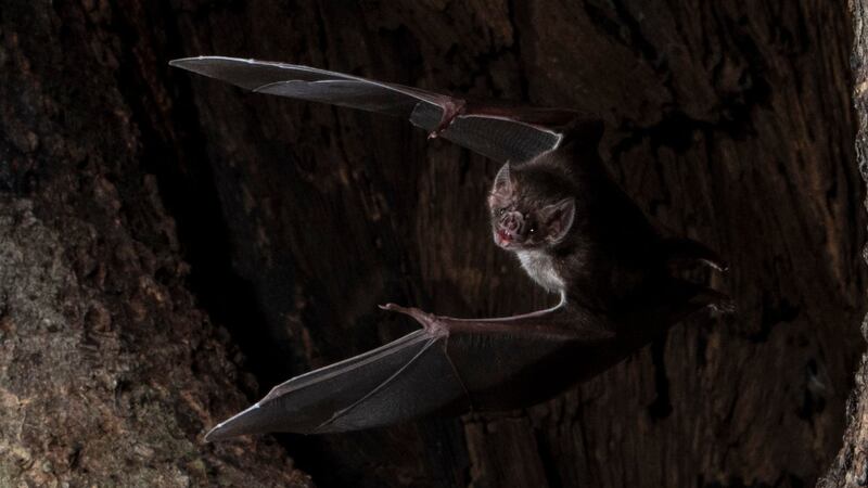 The animals that were ill spent less time near other bats, researchers found.