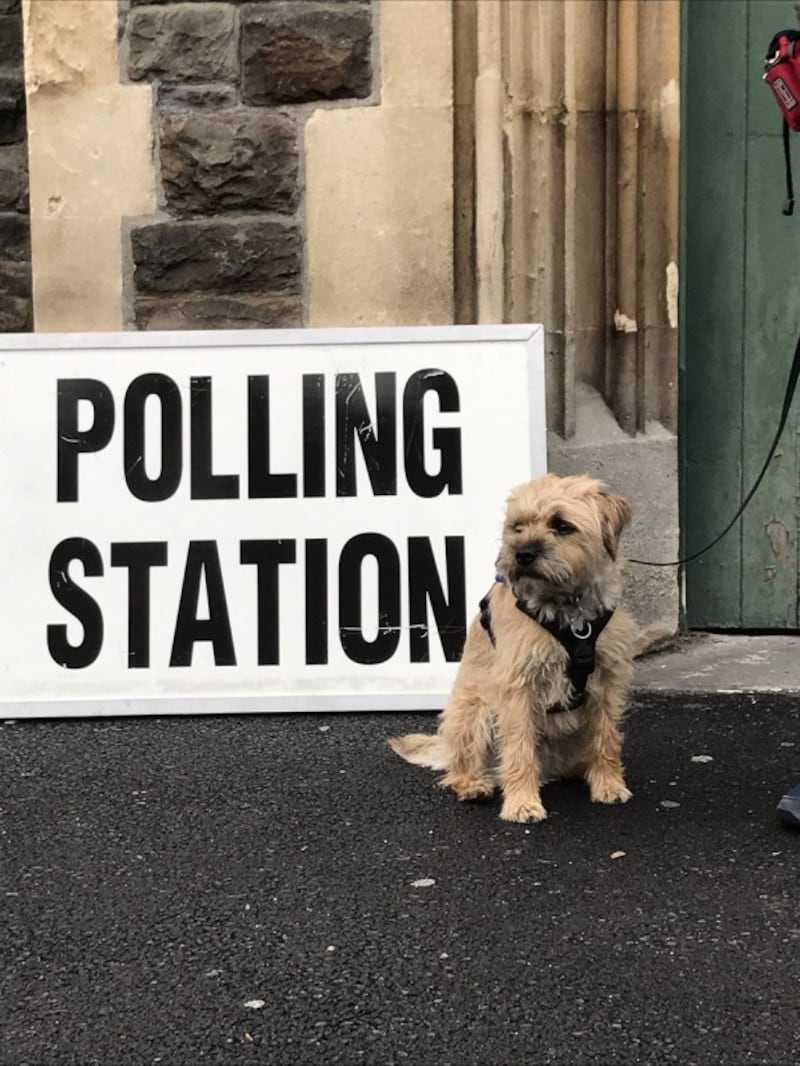 dog at polling station (@joesteph)