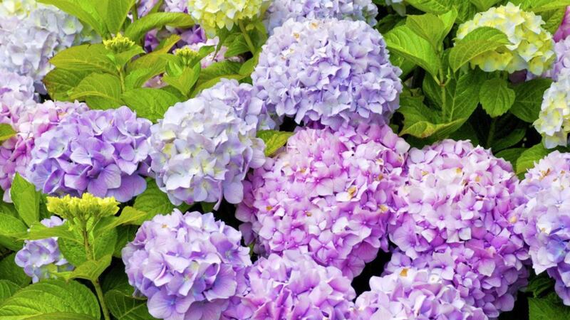 If you are fortunate your hydrangeas will bloom in a variety of colours. Picture by PA Photo/thinkstockphotos 