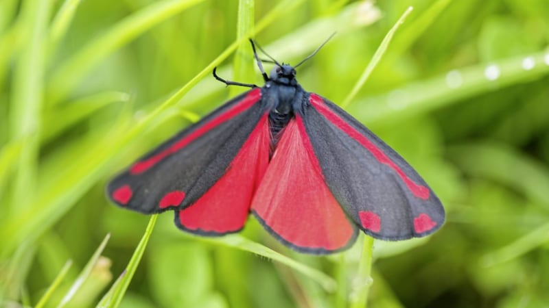 The cinnabar moth is one of our most strikingly coloured species 