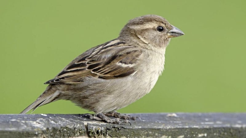 House sparrows were the most-spotted birds in Northern Ireland gardens according to the RSPB&rsquo;s latest Big Garden Birdwatch survey. Picture: Jodie Randall (rspb-images.com) 