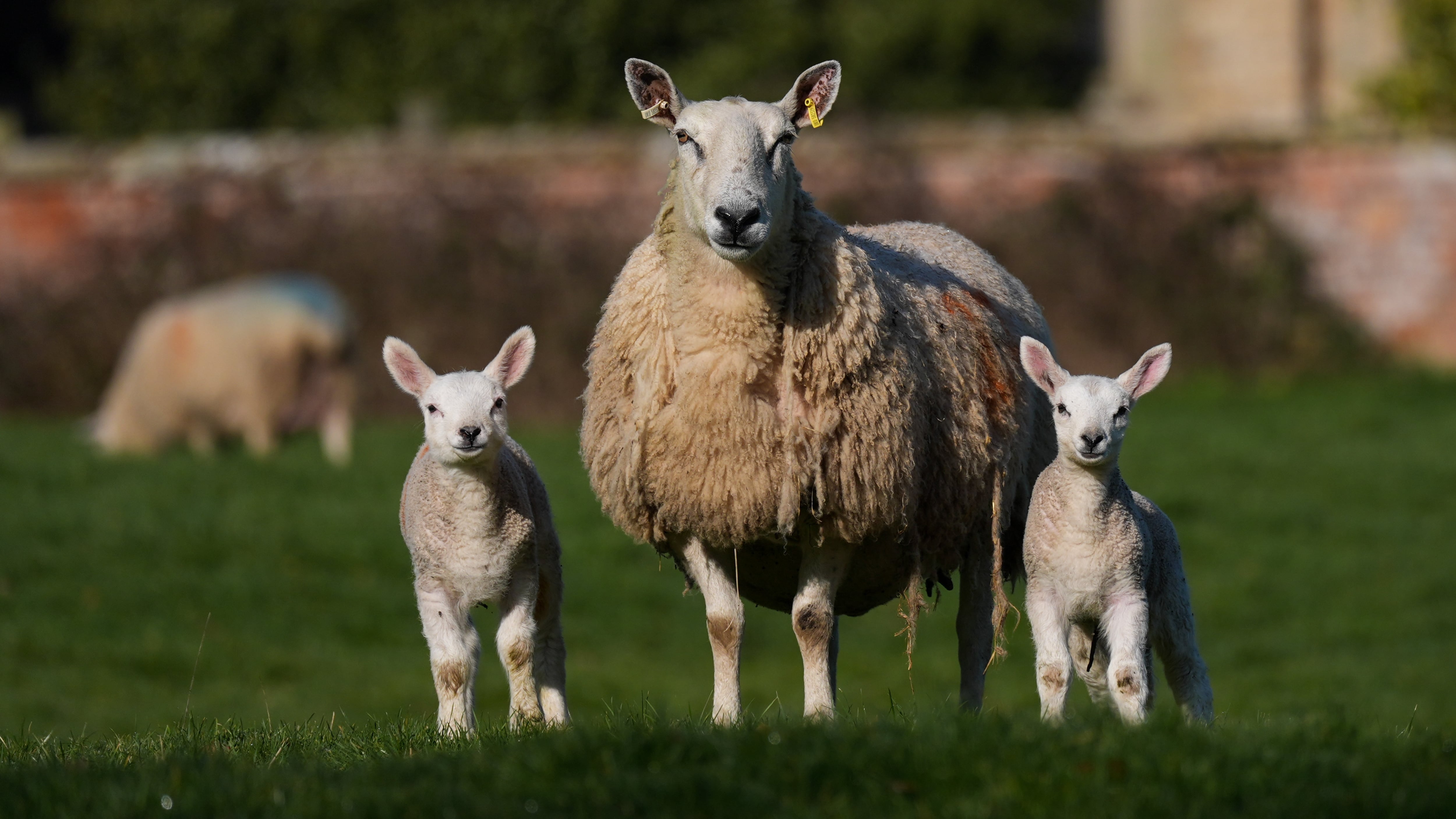 Cryptosporidium commonly spreads through contact with farm animals