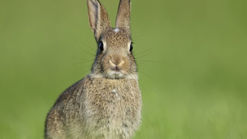 Oryctolagus cuniculus, the European or common rabbit, is probably Ireland&rsquo;s most familiar wild mammal 