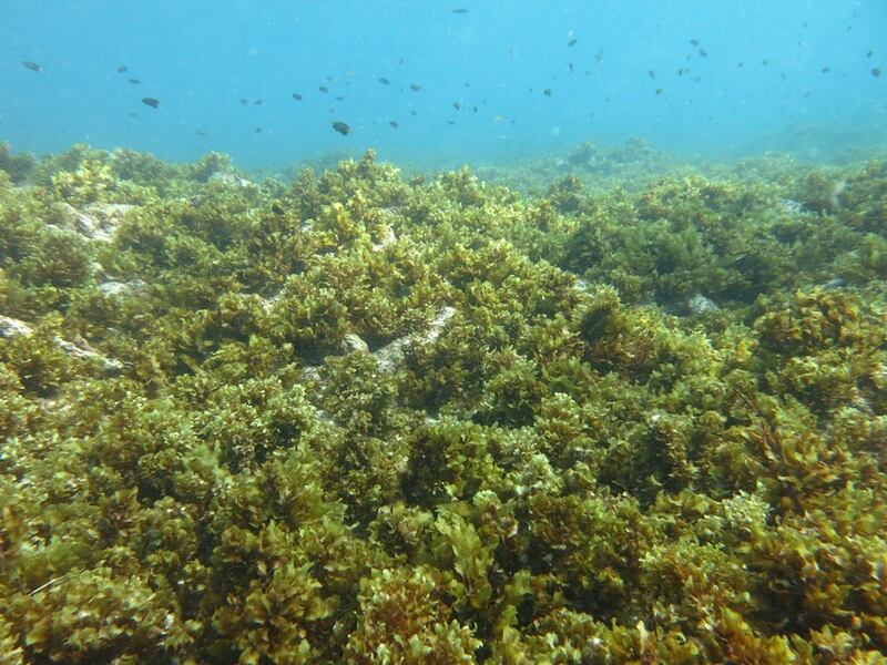 Coral reef dominated by algae in Seychelles