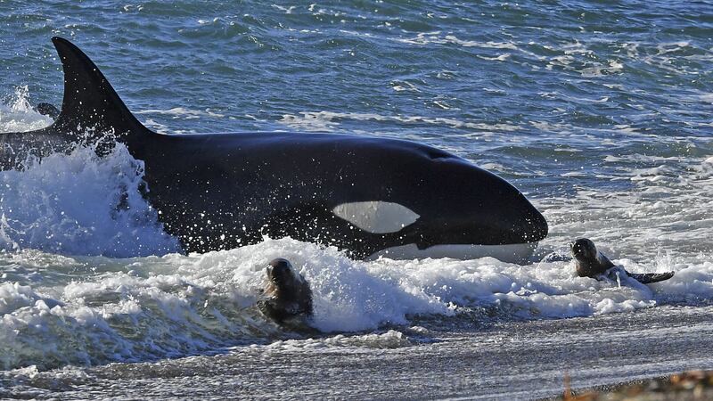 Orcas have been attacking sea lion pups in southern Argentina.