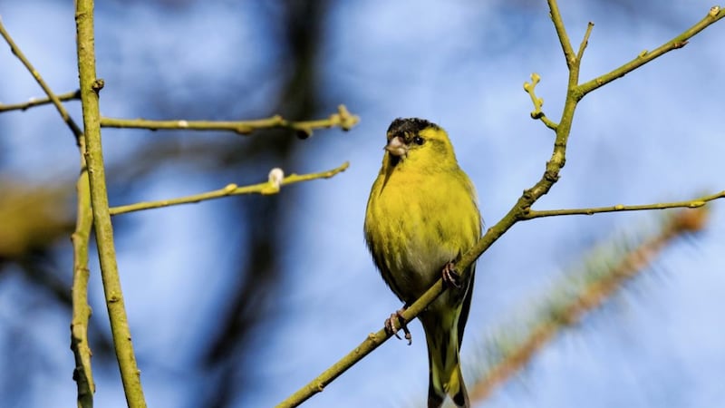 P&iacute;obaire, meaning &#39;piper&#39;, is another Irish name for the siskin, a reference to its twittering song and call. 