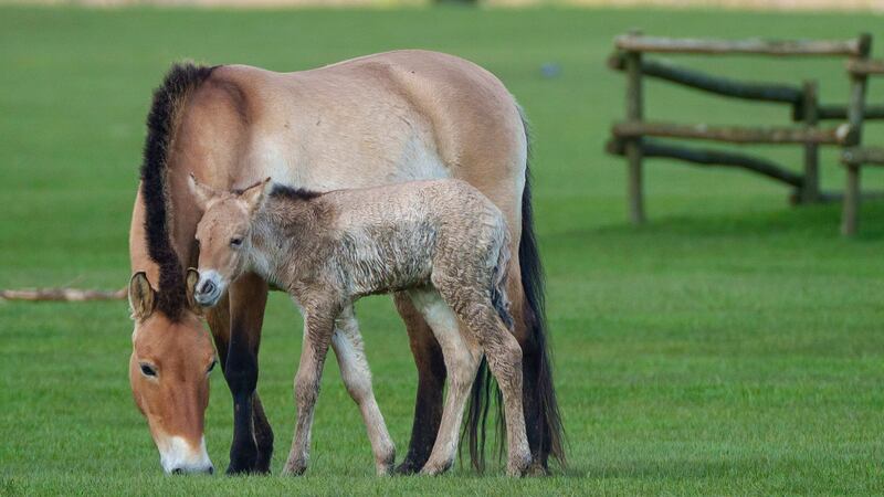 The rare Przewalski’s foal was born on April 13.