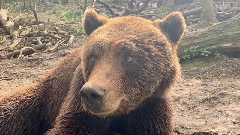 Neo, the four-year-old European brown bear, underwent a root canal procedure to treat an abscess.