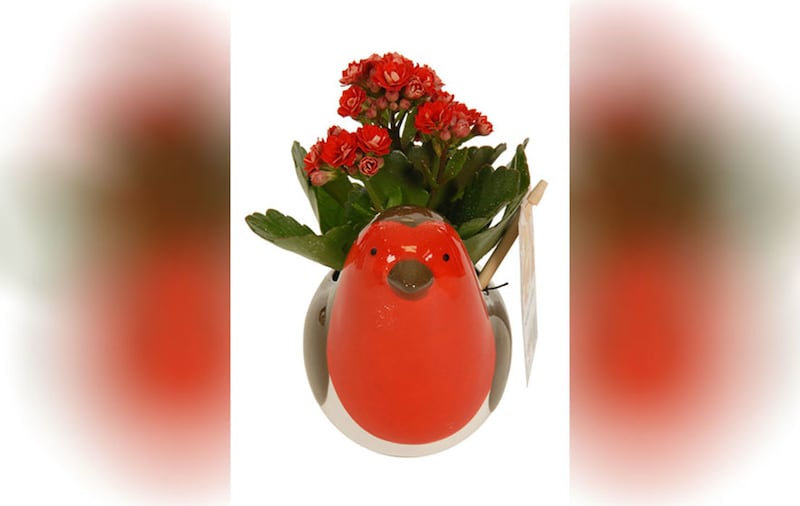 &nbsp;Ceramic robin pot and plant (&pound;5)