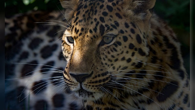 Amur leopard Freddo's new cub could be released into the wild in Russia as a world first. Picture by Sian Addison/RSZZ/PA Wire