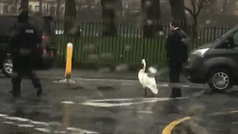 The bird had been running amok on the Antrim Road when the PSNI stepped in.