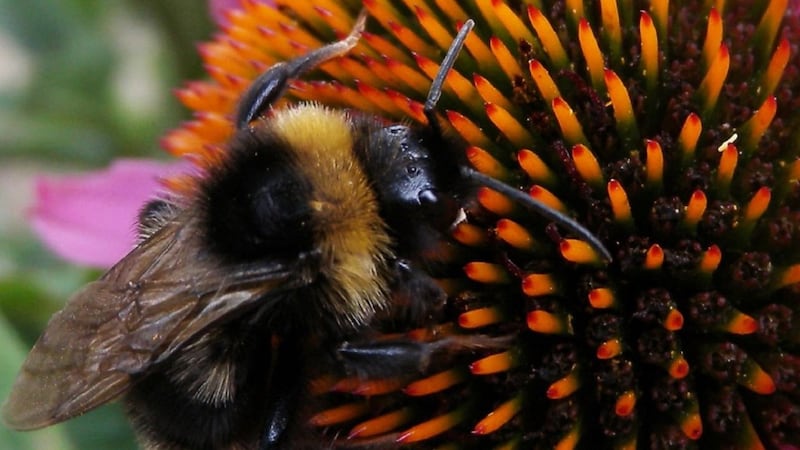 It's official: Bumblebees have smelly feet