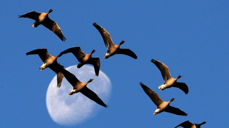People may possess a ‘sixth sense’ similar to migrating birds and turtles, research suggests.