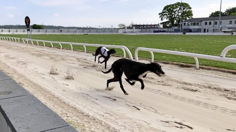 Greyhound racing is to resume at Drumbo Park near Lisburn 