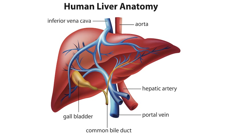 Human liver.