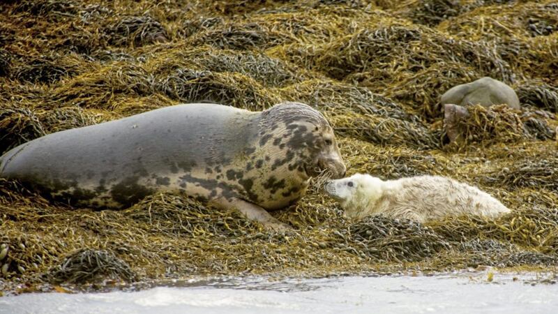 The grey seal counts was carried out during July to October to cover pupping and moulting times when the adult population is at its highest 