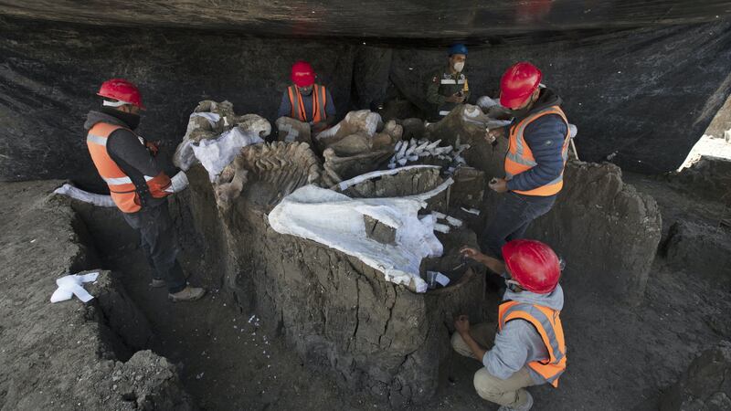 Constructors working at the new Santa Lucia airport have so far unearthed 200 skeletons of the lumbering animals.