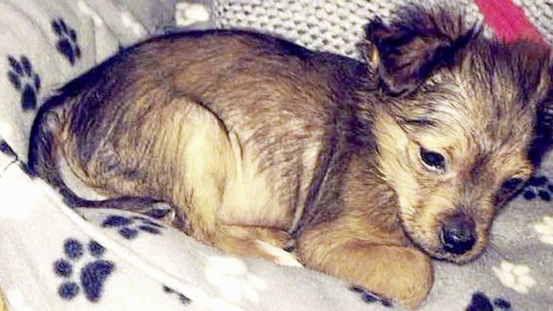 The 11-week-old puppy was bludgeoned with a hammer and then put in a microwave. Picture by PSNI /PA Wire 