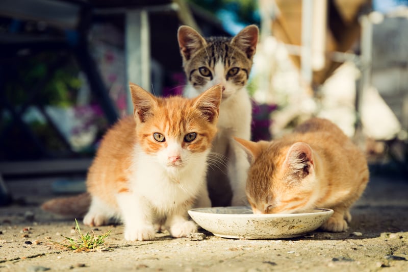Three cute kittens drinking milk from a dirty plate outside.