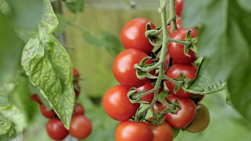 Cherry tomatoes include Gardener&#39;s Delight, popular and ideal for growing outside 